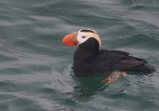 puffin on Glacier Bay